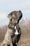 CANE CORSO 684